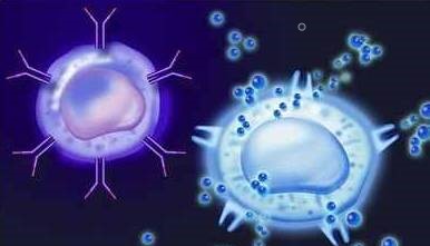 最新细胞融合,最新细胞融合技术，引领生命科学的新篇章