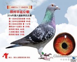 郑州华远公棚最新公告解析，重磅更新与独家解读（专刊）