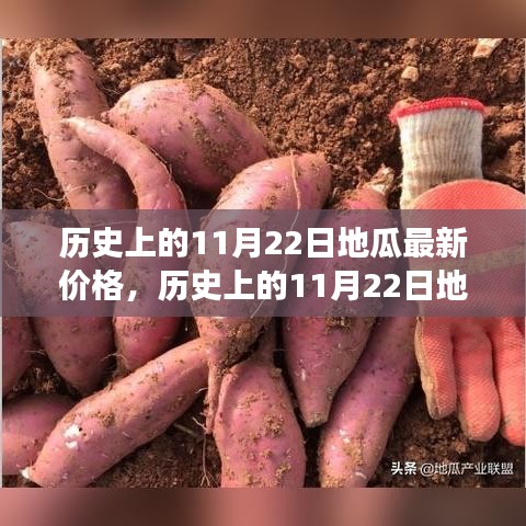 历史上的11月22日地瓜价格变迁，探索变化的力量与收获的喜悦