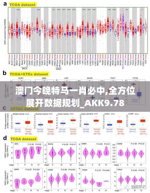 澳门今晚特马一肖必中,全方位展开数据规划_AKK9.78