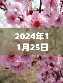 时光轻舞桃花梦，最新桃花视频的时代印记（2024年11月25日）