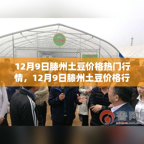 滕州土豆价格行情解析，入门指南到精通掌握（最新热门行情）