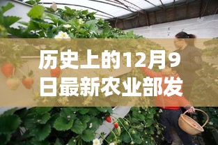 历史上的12月9日农业部发布最新实时动态，农业领域的变革与发展趋势概览