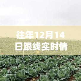 往年12月14日网络实时跟踪洞察，数据背后的故事揭秘