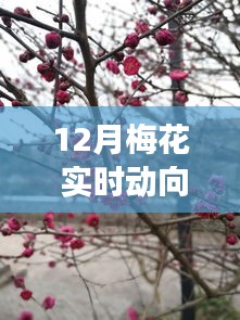 冬日梅花下的温情探梅之旅，实时动向与温馨邂逅