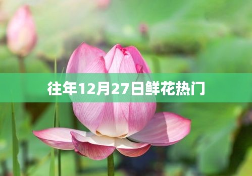 往年12月27日热门鲜花盘点