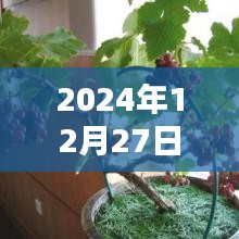 『2024年盆栽流行趋势，精选图文大赏』