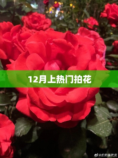 12月热门拍花，绽放的季节，美丽的瞬间