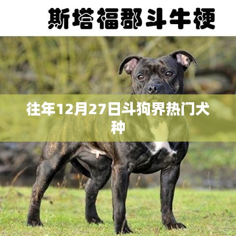 斗狗界热门犬种盘点，历年12月27日趋势分析