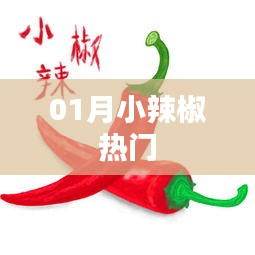 01月小辣椒热门趋势解析