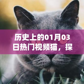 探寻热门视频猫背后的故事与趋势——历史上的今天（一月三日）