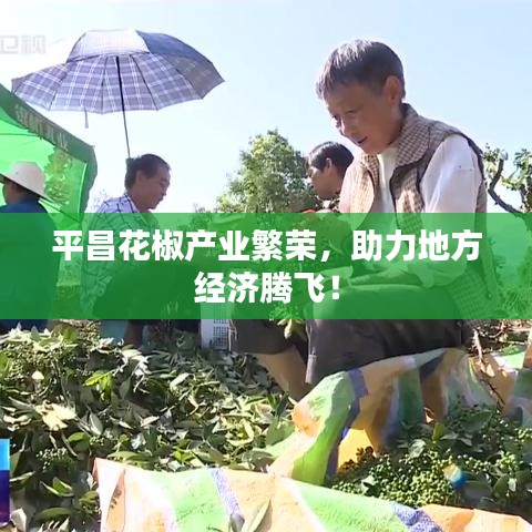 平昌花椒产业繁荣，助力地方经济腾飞！