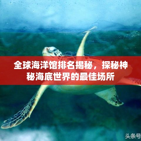 全球海洋馆排名揭秘，探秘神秘海底世界的最佳场所