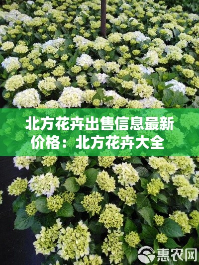 北方花卉出售信息最新价格：北方花卉大全 