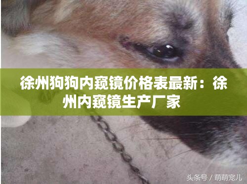 徐州狗狗内窥镜价格表最新：徐州内窥镜生产厂家 