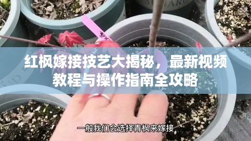 红枫嫁接技艺大揭秘，最新视频教程与操作指南全攻略