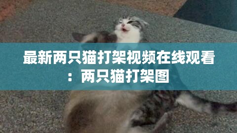 最新两只猫打架视频在线观看：两只猫打架图 