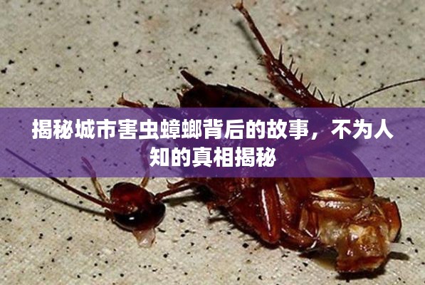 揭秘城市害虫蟑螂背后的故事，不为人知的真相揭秘