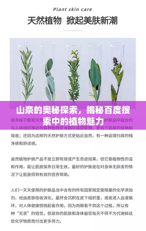 山奈的奥秘探索，揭秘百度搜索中的植物魅力