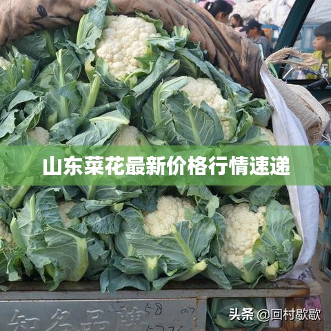 山东菜花最新价格行情速递