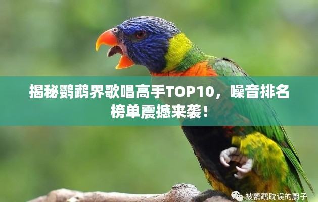 揭秘鹦鹉界歌唱高手TOP10，噪音排名榜单震撼来袭！