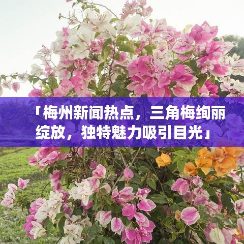 「梅州新闻热点，三角梅绚丽绽放，独特魅力吸引目光」