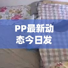 PP最新动态今日发布