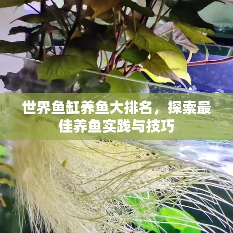 世界鱼缸养鱼大排名，探索最佳养鱼实践与技巧