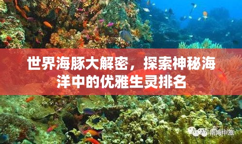 世界海豚大解密，探索神秘海洋中的优雅生灵排名