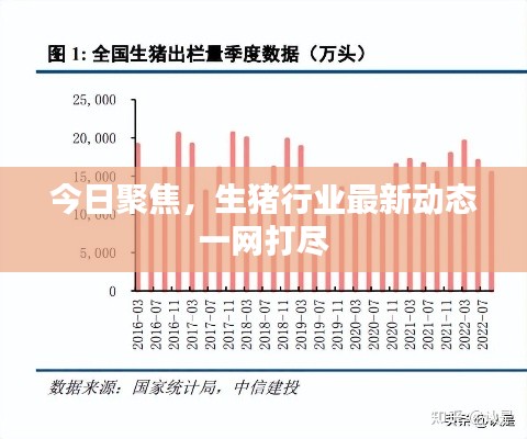 今日聚焦，生猪行业最新动态一网打尽