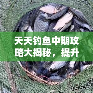 淡泊以明志，宁静以致远