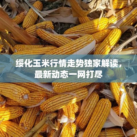 绥化玉米行情走势独家解读，最新动态一网打尽