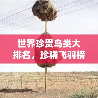 世界珍贵鸟类大排名，珍稀飞羽榜单揭秘！