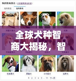 全球犬种智商大揭秘，智慧与忠诚度的排名榜单！