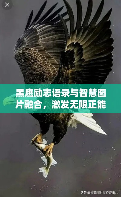 黑鹰励志语录与智慧图片融合，激发无限正能量！