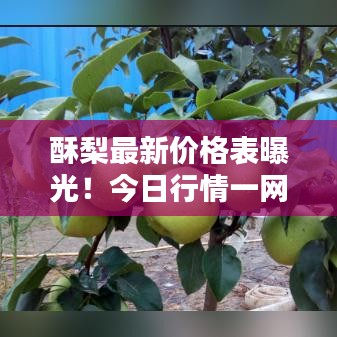 酥梨最新价格表曝光！今日行情一网打尽