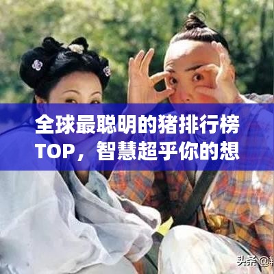 全球最聪明的猪排行榜TOP，智慧超乎你的想象！