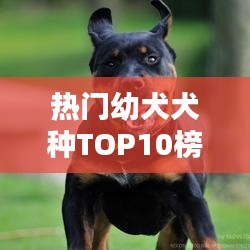 热门幼犬犬种TOP10榜单概览