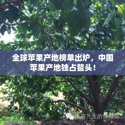 全球苹果产地榜单出炉，中国苹果产地独占鳌头！