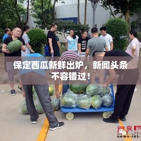 保定西瓜新鲜出炉，新闻头条不容错过！