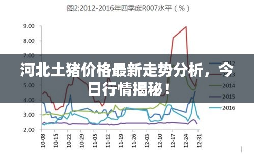 河北土猪价格最新走势分析，今日行情揭秘！