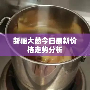 新疆大葱今日最新价格走势分析