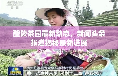 醴陵茶园最新动态，新闻头条报道揭秘最新进展